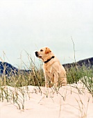 Weißer Hund sitzt in den Dünen und guckt zur Seite