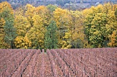 View of autumnal vineyards