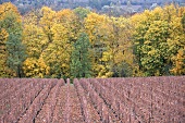 Herbstliche Weinlandschaft in der Champagne