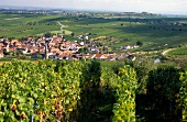 View of vineyards in Palatinate, Germany