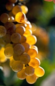 Bunch of Riesling grapes, close-up