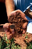 Close-up of hand holding soil with stones in vineyard