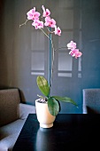 Close-up of orchid in vase on black table Hotel Le Temps de Vivre, France