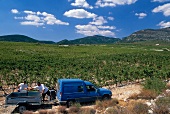View of vineyards at Domain Grecaux, Languedoc