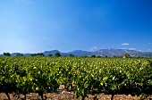 View of vineyard in Languedoc, Mas de L'ecriture, Pascal Fulla