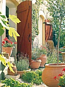 Various terracotta pots with Mediterranean plants in garden
