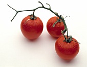 Three tomatoes with vine on white background