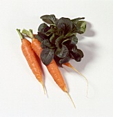 Frische Karotten und frischer Spinat 