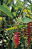 Exotische Pflanzen auf Bali 