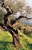 alter Olivenbaum, 70 Jahre alt 