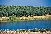 künstlicher See zur Bewässerung der Olivenbäume, Gut Colonnas