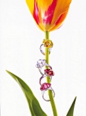 Four zirconia stones rings hanging on tulip flower on white background