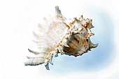 Close-up of large conch on white background