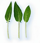 Three sage leaves on white background