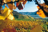 View of vineyards
