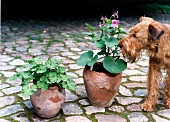 Dog sniffing geraniums flower in pot on floor