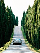 Lined car on country road with cypresses on side, Italy