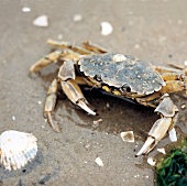 Strandkrabbe, Krabbe Wattenmeer, Watt