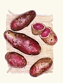 Highland Burgundy Red Biokartoffeln, Kartoffelsorte