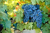 Blaue Weintrauben zwischen Blättern, Weinrebe