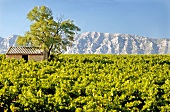 Weinlandschaft in der Provence Montage St. Victoire