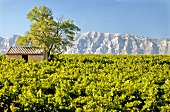 View of vineyards at Mont St. Victoire in Provence Assembly, France