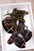 Close-up of live lobsters in serving dish at fish restaurant, Moscow