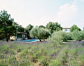 Exterior of house with pool surrounded by trees and lavender