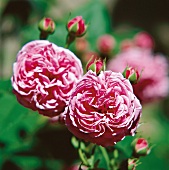 2 rosane Rosenblüten und Knospen an einem Rosenstrauch, Louise Odier
