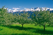 Vinschgau: blühende Apfelbäume im Tal, Blick auf das Ortlermassiv