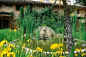 Schwertlilien am idyllischen Brunnen des Château Hermitage de Combas