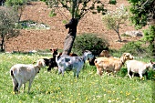 Herd of goats grazing in meadow