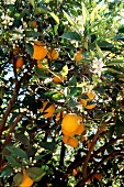 Ripe oranges on branches of orange tree