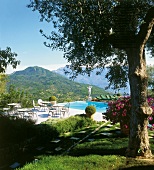Blick auf den Pool mit Liegen am Hang, beschattet von Olivenbäumen.