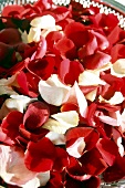 Rosenblätter in Rosa und Rot in Schale, nah