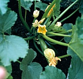 Close-up of zucchini with flowers and buds