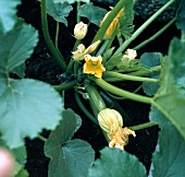 Teigwaren. Eine Zucchini mit Blüten und Knospen