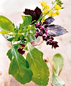 Rucolablätter, Basilikumblätter mit Blüte und Chinakohl