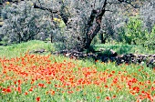 Olive tree and red poppies in field, Alpujarras valley, Almeria, Spain