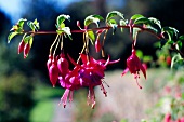 Close-up of blooming fuchsia flower in southwest Ireland