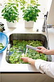 Küche mit Spüle, Salatblätter werden in Wasser gewaschen