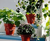 Different types of plants in clay pots