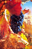 Close-up of black grapes on vine with red and yellow discoloured leaves