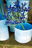 blaue Vasen mit blauen Blumen Agapanthusblüten