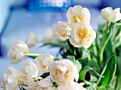 gefüllte Tulpen, weiß X 