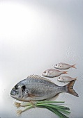 Dorade royale and three bream on white background