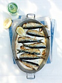Fried sardines with garlic and lemon in pan