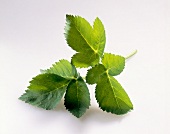 Close-up of fresh angelica leaves on white background