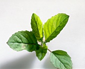 Close-up of basil leaves