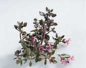 Kräuter und Knoblauch; Blätter v. Rotem Buschbasilikum mit Blüten